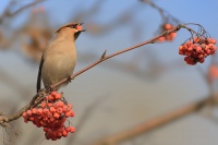 Brkoslav severní - Bombycilla garrulus - Bohemian Waxwing