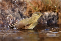 Phylloscopus canariensis - Canary Islands Chiffchaff