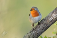 Červenka obecná - Erithacus rubecula - European Robin