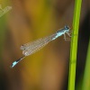 Šidélko větší - Ischnura elegans - Blue-tailed Damselfly 2022