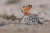 Dudek chocholatý - Upupa epops - Hoopoe