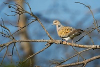 Hrdlička divoká - Streptopelia turtur - Turtle Dove