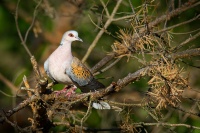 Hrdlička divoká - Streptopelia turtur - Turtle Dove