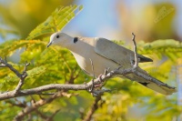 Hrdlička zahradní - Streptopelia decaocto - Eurasian Collared Dove