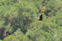 Ibis skalni - Bald Ibis