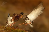 Jespak bojovny - Philomachus pugnax - Ruff 5040