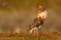 Jespak bojovny - Philomachus pugnax - Ruff 5089