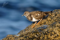 Kameňáček pestrý - Arenaria interpres - Ruddy Turnstone