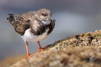 Kameňáček pestrý - Arenaria interpres - Ruddy Turnstone