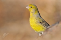 Kanár divoký - Serinus canaria - Atlantic Canary