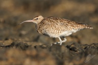 Koliha malá - Numenius phaeopus - Whimbrel