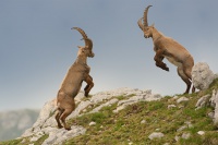 Capra ibex - Alpine Ibex 