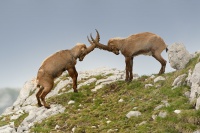 Kozorožec horský - Capra ibex - Alpine Ibex 