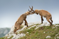 Kozorožec horský - Capra ibex - Alpine Ibex 