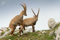 Kozorožec horský - Capra ibex - Alpine Ibex 