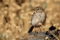 Linduška kanárská - Anthus berthelotii - Berthelot's Pipit