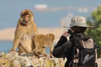 Makak magot - Macaca sylvanus - Barbary Macaque