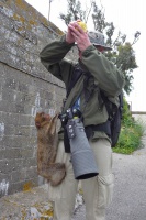 Makak magot - Macaca sylvanus - Barbary Macaque