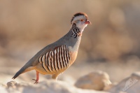 Orebice pouštní - Alectoris barbara - Barbary Partridge