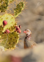 Orebice pouštní - Alectoris barbara - Barbary Partridge