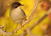 Pěnice bělohrdlá - Sylvia melanocephala - Sardinian Warbler