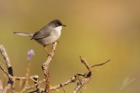 Pěnice bělohrdlá - Sylvia melanocephala - Sardinian Warbler