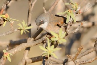 Pěnice brýlatá - Sylvia conspicillata - Spectacled Warbler