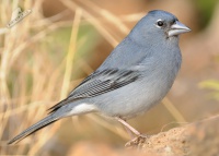 Pěnkava kanárská - Fringilla teydea - Blue Chaffinch