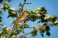 Slavík obecný - Luscinia megarhynchos - Nightingale