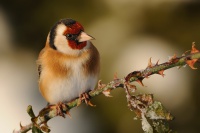 Stehlík obecný - Goldfinch