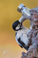 Strakapoud velký - Dendrocopos major - Great-spotted woodpecker
