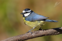 Sýkora kanárská - Cyanistes teneriffae - Tenerife Blue Tit