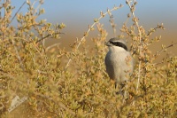 Ťuhýk šedý - Lanius excubitor - Great Grey Shrike