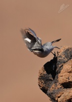 Ťuhýk šedý - Lanius excubitor - Great Grey Shrike