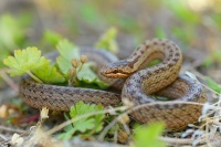 Užovka hladká - Coronella austriaca - Smooth Snake 