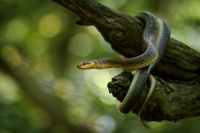 Užovka stromová - Zamenis longissimus - Aesculapean Snake