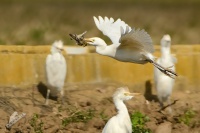 Bubulcus ibis