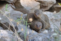 Promyka mungo - Herpestes edwardsii