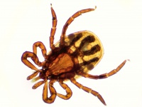 kliste obecne1(zvetseni80)